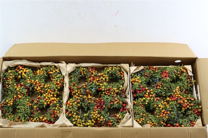 <h4>Wr Sierfruit Juniperus Arbutus Mix 12cm</h4>