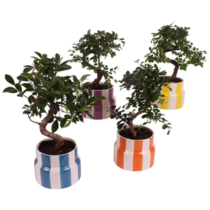 Bonsai Indoor Mix Ø12cm S-Shape in Ø 15cm Ceramic EV563