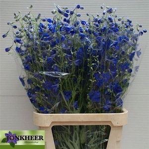 Delph En Volkerfried