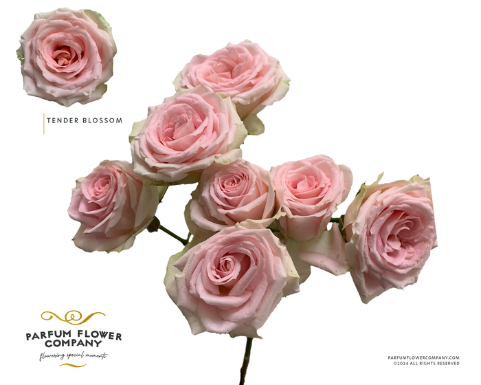 <h4>Rosa Spray Tender Blossom</h4>