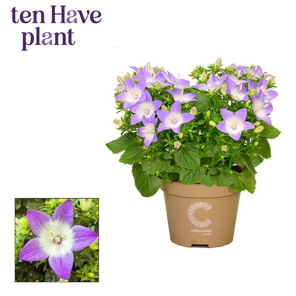 <h4>Campanula iso. 'Berlin Bicolor'</h4>