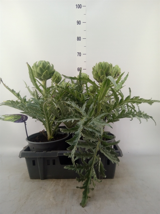<h4>Cynara scolymus</h4>