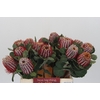 Banksia Coccinea