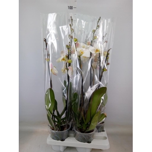 Phalaenopsis   ...white