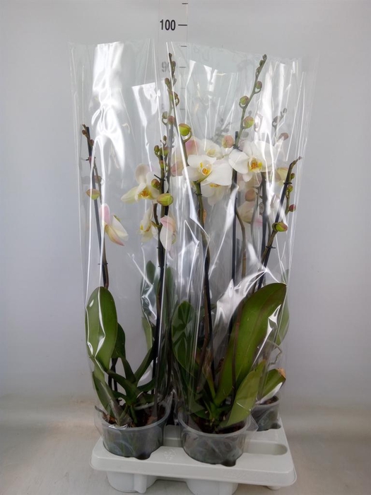 <h4>Phalaenopsis   ...white</h4>