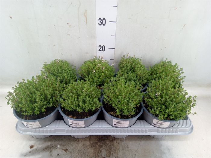 <h4>Thymus vulgaris</h4>