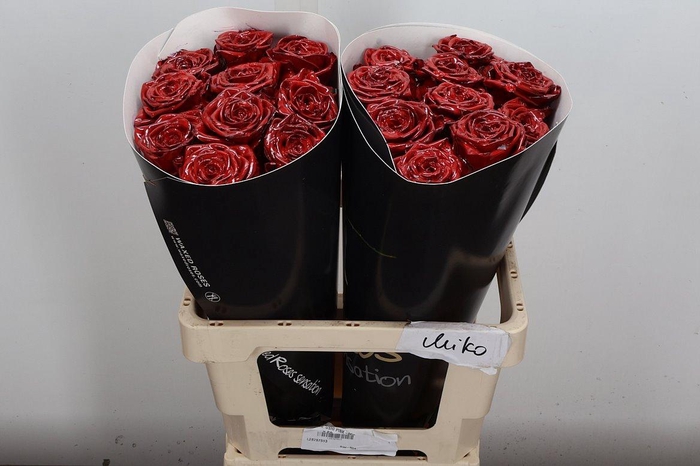 <h4>R Wx (rn) Rood</h4>