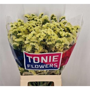 Lim S Yello Sun Bird