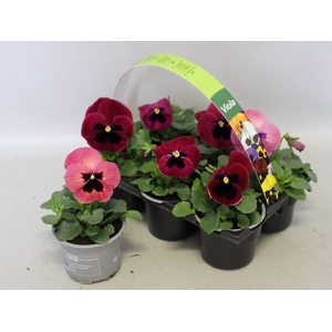 Viola wittrockiana sixpack F1 Pink Shades