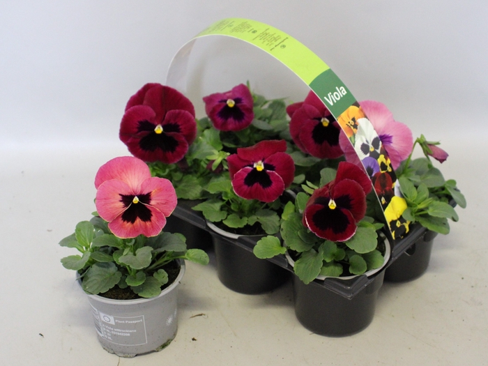 <h4>Viola wittrockiana sixpack F1 Pink Shades</h4>