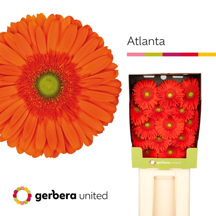 <h4>Gerbera Atlanta Diamond</h4>