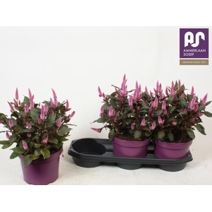 CEL WILD PINK