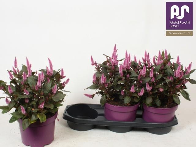 <h4>CEL WILD PINK</h4>