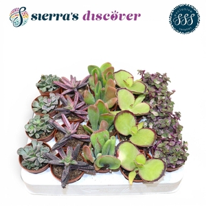Discover® - Barcelona Succulents Mix (Exclusive)