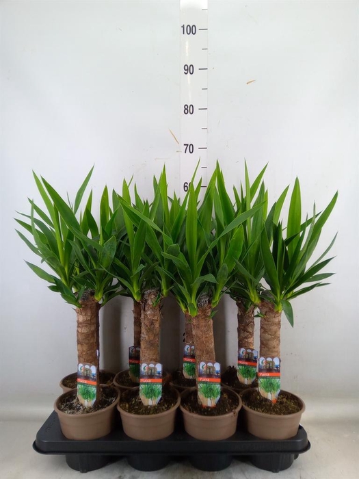 <h4>Yucca   ...</h4>