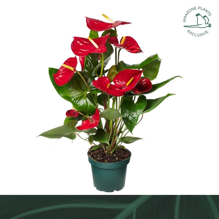 <h4>Anthurium andr. 'Nevada'</h4>