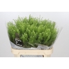 Lepidium Green Dragon