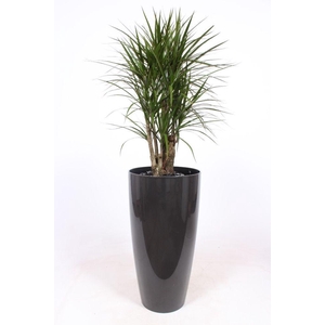 Dracaena marginata in Santorini pot 