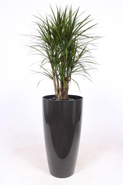 <h4>Dracaena marginata in Santorini pot "antraciet"</h4>