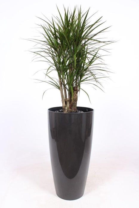 <h4>Dracaena marginata in Santorini pot "antraciet"</h4>