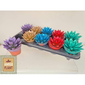 ECHEV PAINTED FUNKY MIX