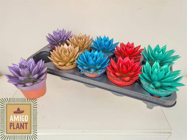 <h4>ECHEV PAINTED FUNKY MIX</h4>