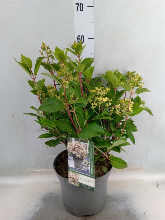 <h4>Hydrangea pan.</h4>