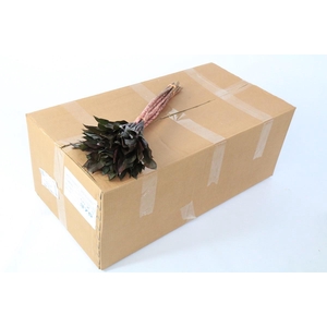 Dracaena Purple Compacta (air)