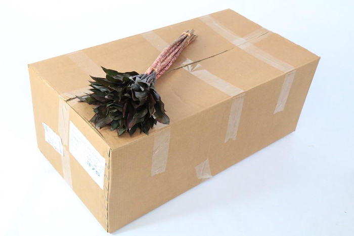 <h4>Dracaena Purple Compacta (air)</h4>