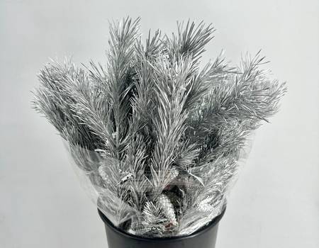 Pinus Mugo Painted $Luxury Silver