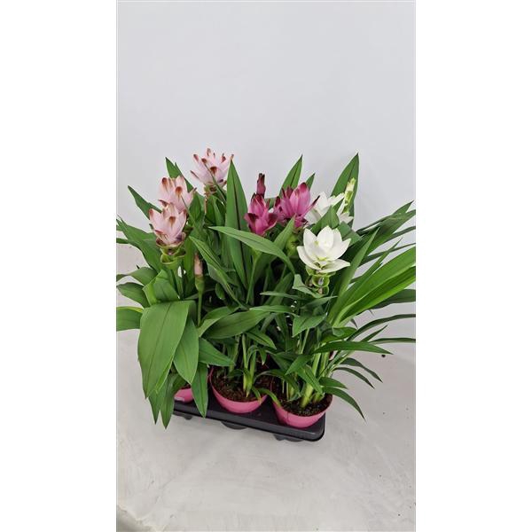 Curcuma 14cm - mix 3 kleuren