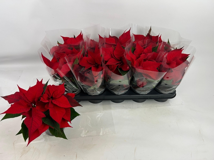 <h4>EUPHOR P CHR F RED</h4>