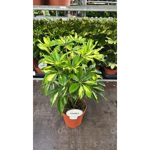 Schefflera arbo. Gerda