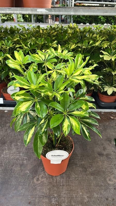 <h4>Schefflera arbo. Gerda</h4>