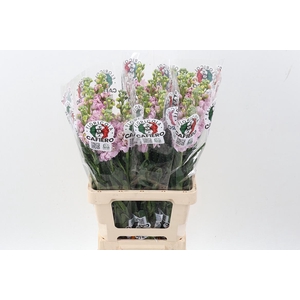 Matth Iron Cherry Bl