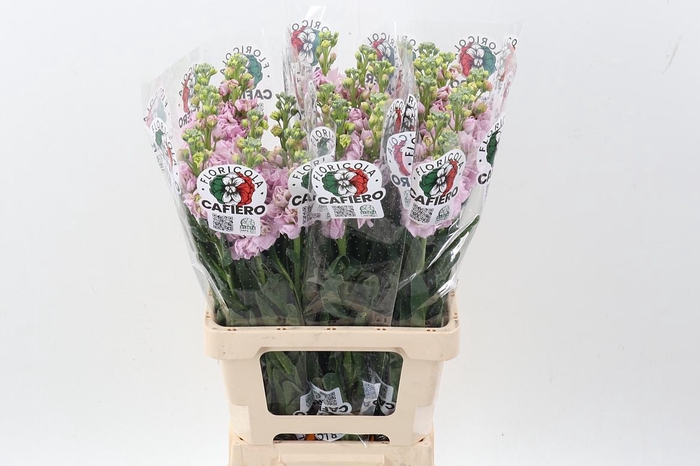 <h4>Matth Iron Cherry Bl</h4>