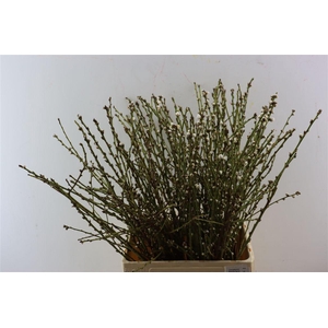 Perzikbloesem Medium White P Bunch