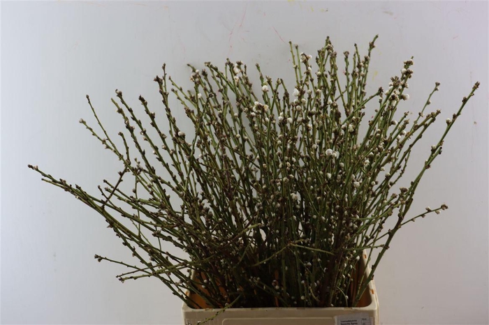 <h4>Perzikbloesem Medium White P Bunch</h4>