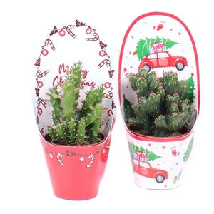 Cactus mix 5,5 cm in kerst potcovers potcovers