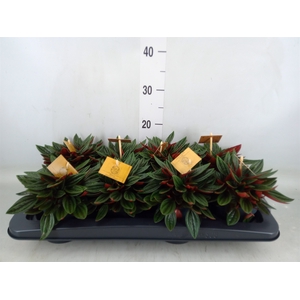 Peperomia caperata 'Rosso'