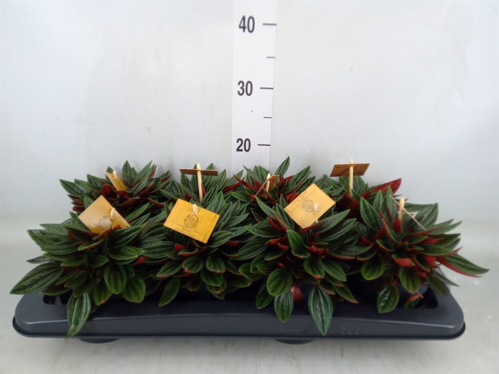 <h4>Peperomia caperata 'Rosso'</h4>