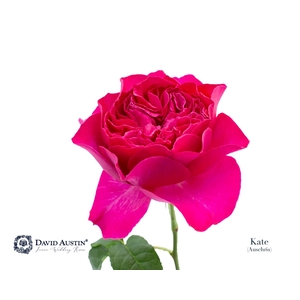 Rosa GR 'David Austin Kate'