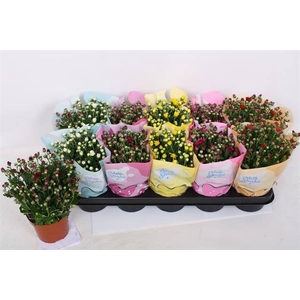 CHRYSANT MILKSHAKE MIX P12