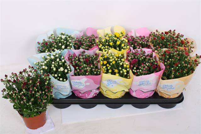 <h4>CHRYSANT MILKSHAKE MIX P12</h4>