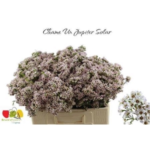 Chame Un Jupiter Sol