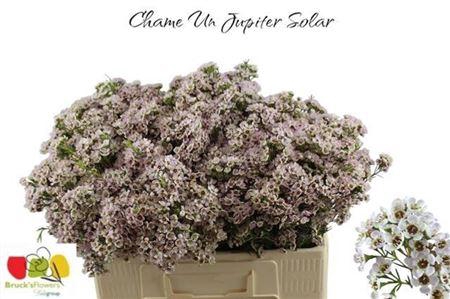 <h4>Chame Un Jupiter Sol</h4>
