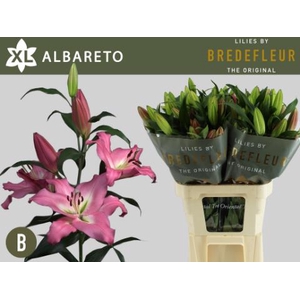 LI OT ALBARETO