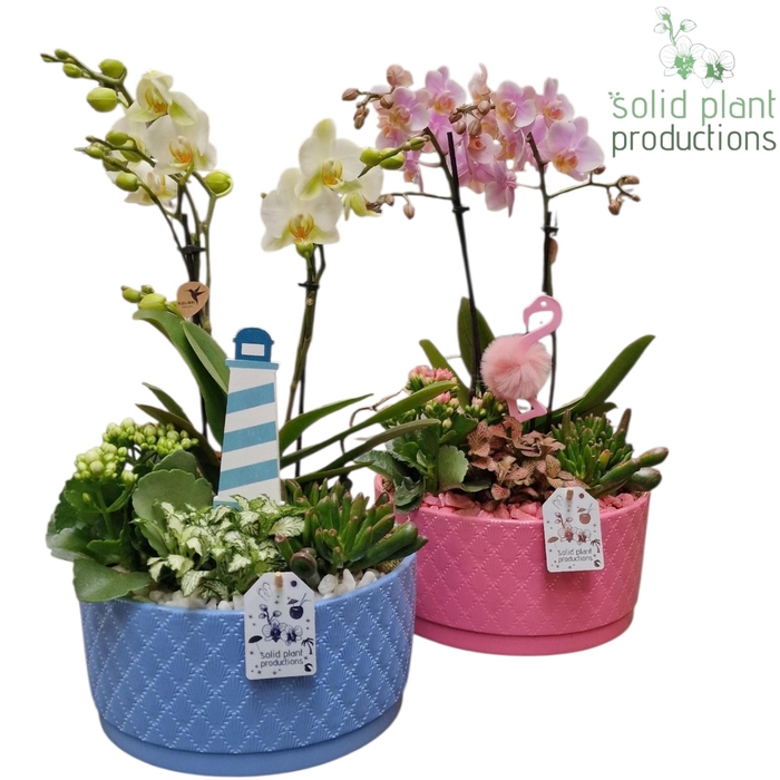 <h4>PH004 Stella B/P Summer Mix</h4>