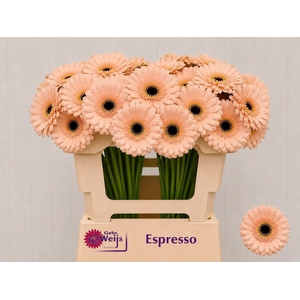 GE MI ESPRESSO