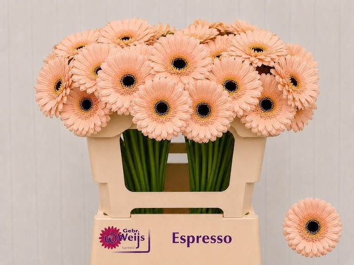 <h4>GE MI ESPRESSO</h4>